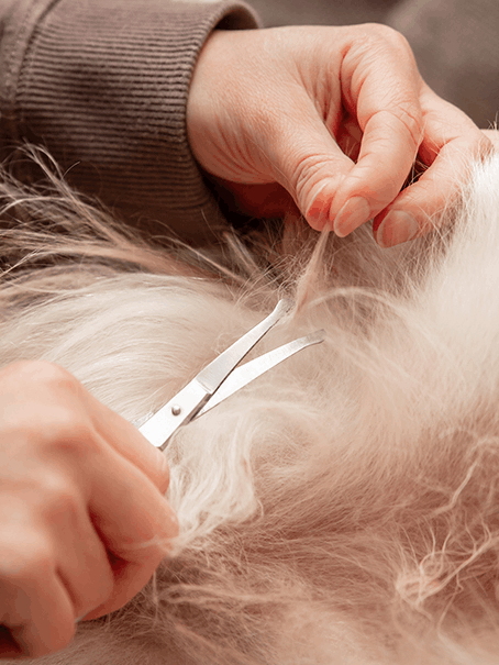 Pelting in dogs: What it is, why it happens, and how groomers handle it